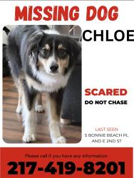 Lost Female Dog last seen S BONNIE BEACH PL AND E 2ND ST, East Los Angeles, CA 90063