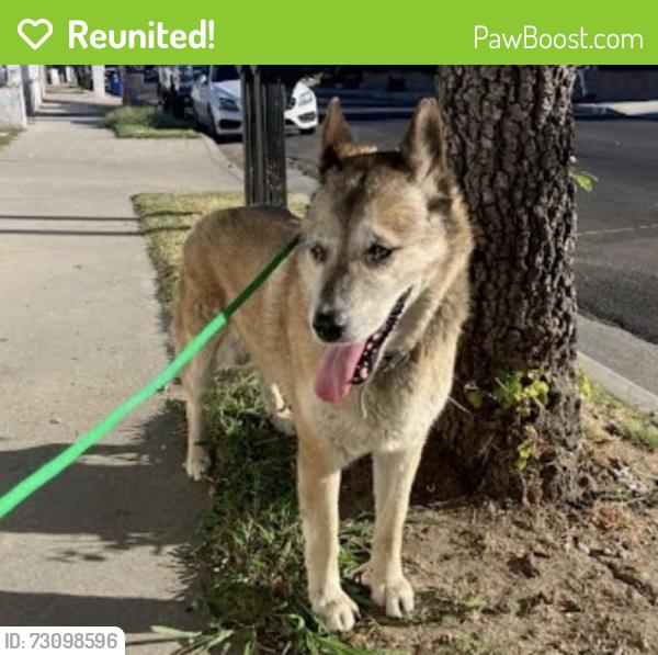 Reunited Male Dog last seen Owensmouth and Elkwood street (91304), Los Angeles, CA 91304