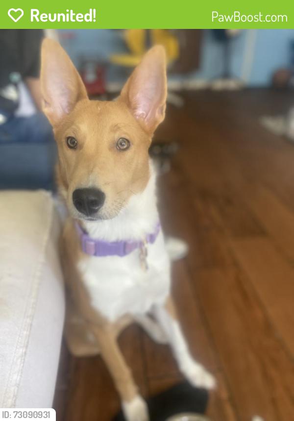 Reunited Female Dog last seen Manchester /Hoover are 88thst, Los Angeles, CA 90044