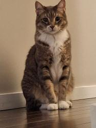 Reunited Male Cat last seen Wayota and Mc Means, Winnipeg, MB 