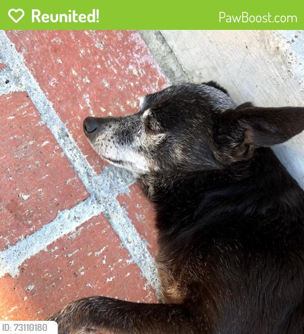 Reunited Female Dog last seen Near Ganahl St , 90063, Los Angeles, CA 90063