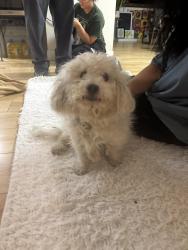 Found/Stray Unknown Dog last seen Tropicana and rolling wood, Las Vegas Valley, NV 89103
