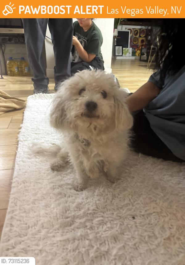 Found/Stray Unknown Dog last seen Tropicana and rolling wood, Las Vegas Valley, NV 89103