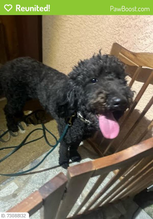 Reunited Female Dog last seen Mindora/Bombay in Sylmar, Los Angeles, CA 91342