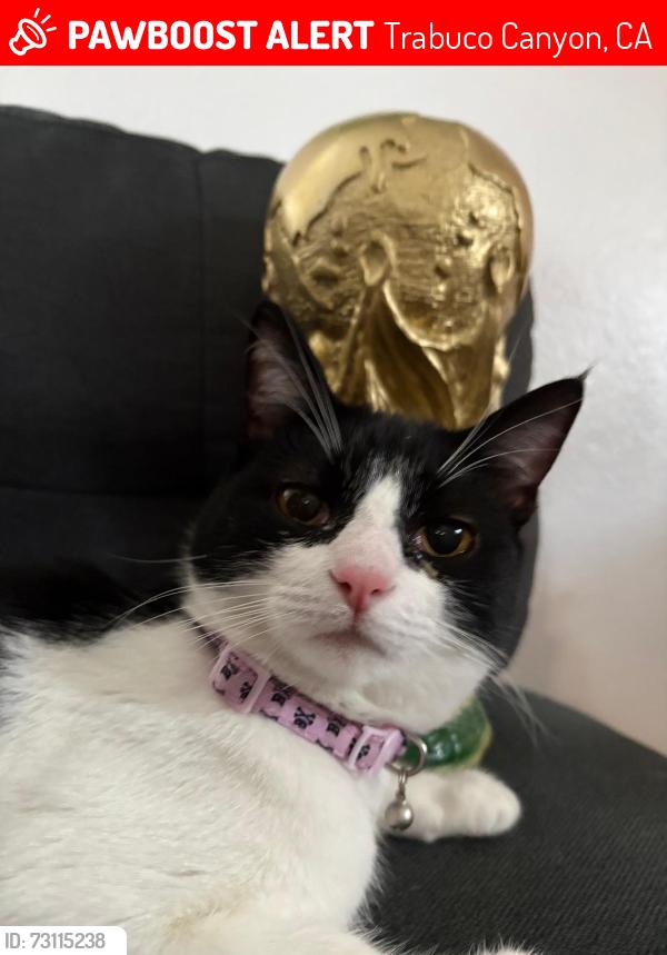 Lost Female Cat last seen Vista Portola, Concourse Park, Trabuco Canyon, CA 92679