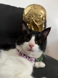 Lost Female Cat last seen Vista Portola, Concourse Park, Trabuco Canyon, CA 92679
