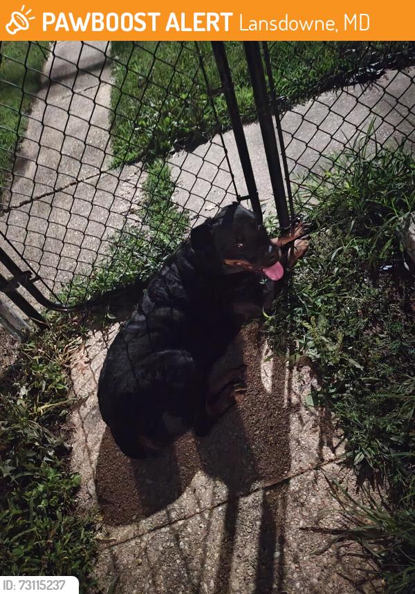 Found/Stray Female Dog last seen Bus stop, Lansdowne, MD 21227