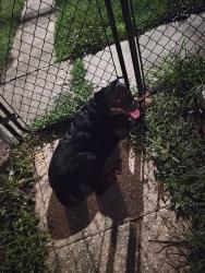 Found/Stray Female Dog last seen Bus stop, Lansdowne, MD 21227