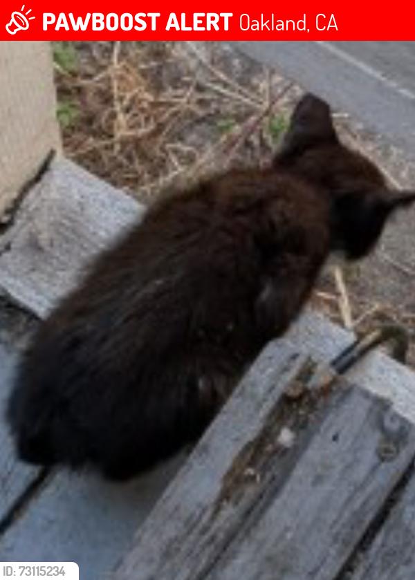 Lost Unknown Cat last seen East 17th st, bromley, near 61st, Oakland, CA 94621