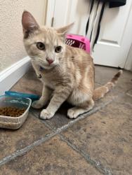 Found/Stray Male Cat last seen Vintage park and elk grove florin, Sacramento, CA 95829
