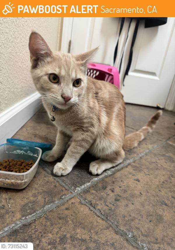 Found/Stray Male Cat last seen Vintage park and elk grove florin, Sacramento, CA 95829