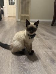 Reunited Male Cat last seen Jefferson St & near Dutch bros coffe, Napa, CA 94558
