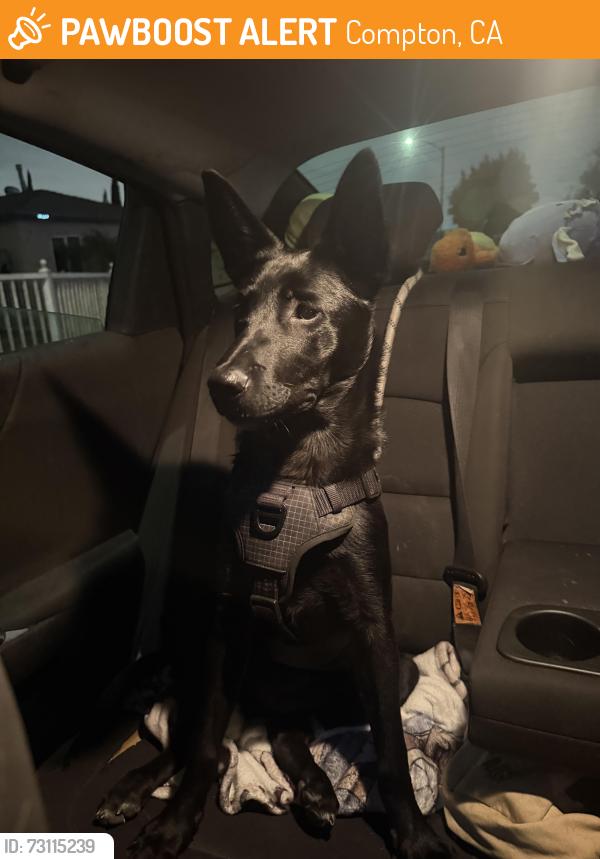 Found/Stray Female Dog last seen Rosecrans, Compton, CA 90222