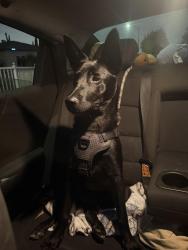 Found/Stray Female Dog last seen Rosecrans, Compton, CA 90222