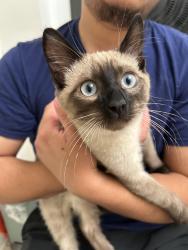 Reunited Male Cat last seen Hawthorne Blvd and Los Verdes Dr, Rancho Palos Verdes, CA 90275