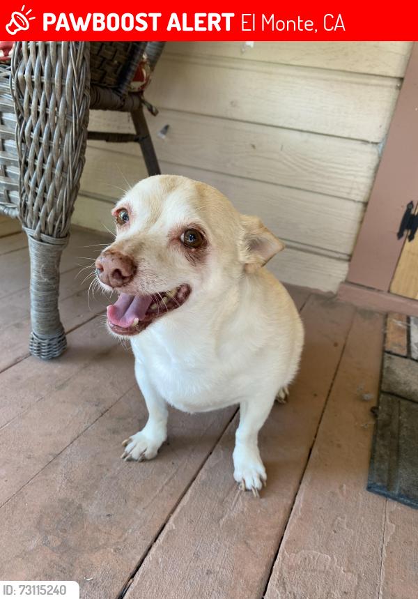 Lost Male Dog last seen Elliott Ave and Maxon Rd., El Monte, CA 91732