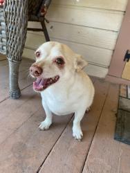 Lost Male Dog last seen Elliott Ave and Maxon Rd., El Monte, CA 91732