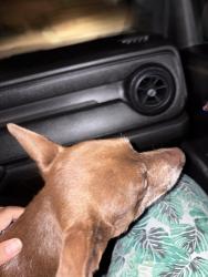 Reunited Male Dog last seen Walmart, Victorville, CA 92392
