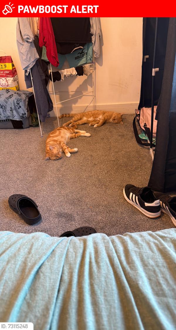 Lost Male Cat last seen No, Bristol City, England BS10 6EJ