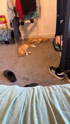 Lost Male Cat last seen No, Bristol City, England BS10 6EJ