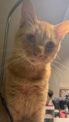 Found/Stray Male Cat last seen Estancia apmt Home, Irvine, CA 92602