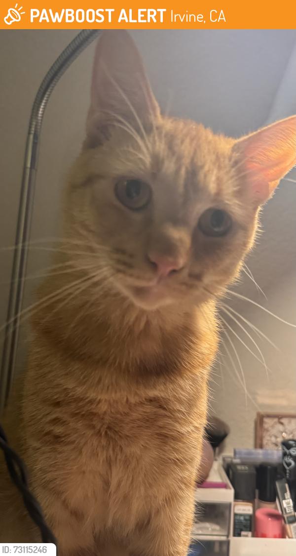 Found/Stray Male Cat last seen Estancia apmt Home, Irvine, CA 92602