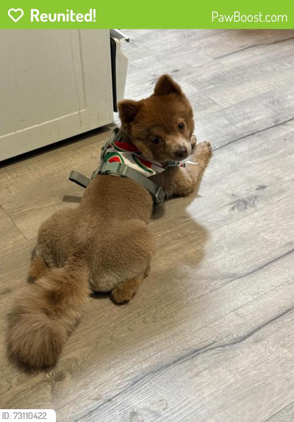 Reunited Male Dog last seen Tower and colfax, Aurora, CO 80011