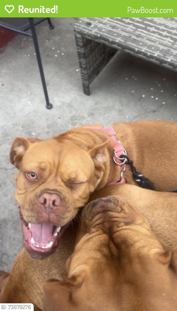Reunited Female Dog last seen Broadway & Manchester 90003, Los Angeles, CA 90003