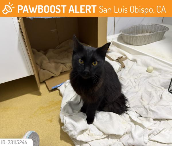 Found/Stray Female Cat last seen O'Connor Way intersection with W. Foothill Boulevard, San Luis Obispo, CA 93405
