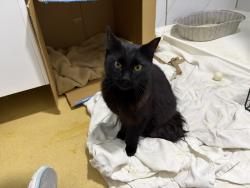 Found/Stray Female Cat last seen O'Connor Way intersection with W. Foothill Boulevard, San Luis Obispo, CA 93405