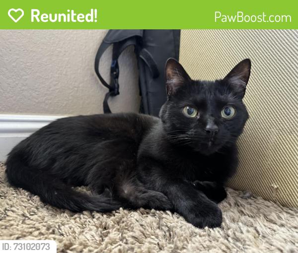 Reunited Female Cat last seen Rural and Elliot, Tempe, AZ 85283