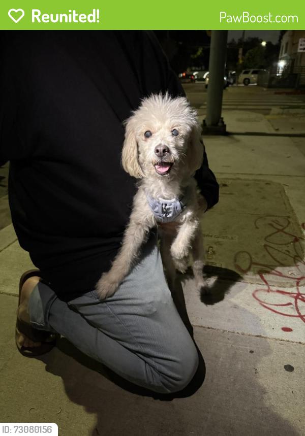 Reunited Female Dog last seen Near Seville Ave, Huntington Park, CA 90255, Huntington Park, CA 90255