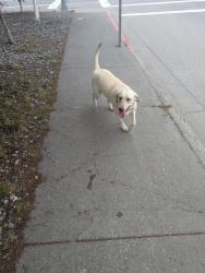 Found/Stray Female Dog last seen 3rd avenue and Denali, New York, NY 10456