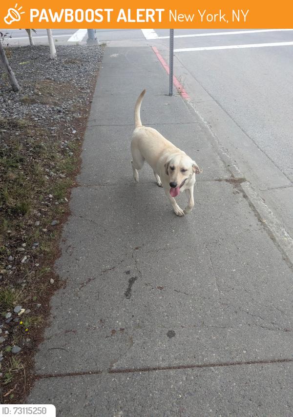 Found/Stray Female Dog last seen 3rd avenue and Denali, New York, NY 10456