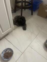 Reunited Female Dog last seen Hammock & King Richard rd Sherwood, Melbourne, FL 32935