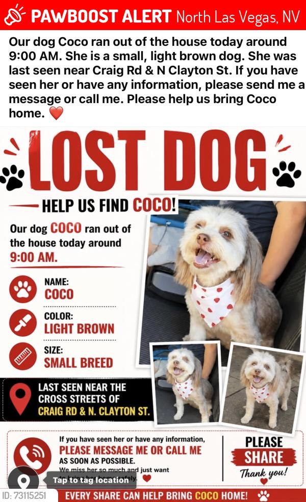 Lost Female Dog last seen Craig Clayton, North Las Vegas, NV 89032