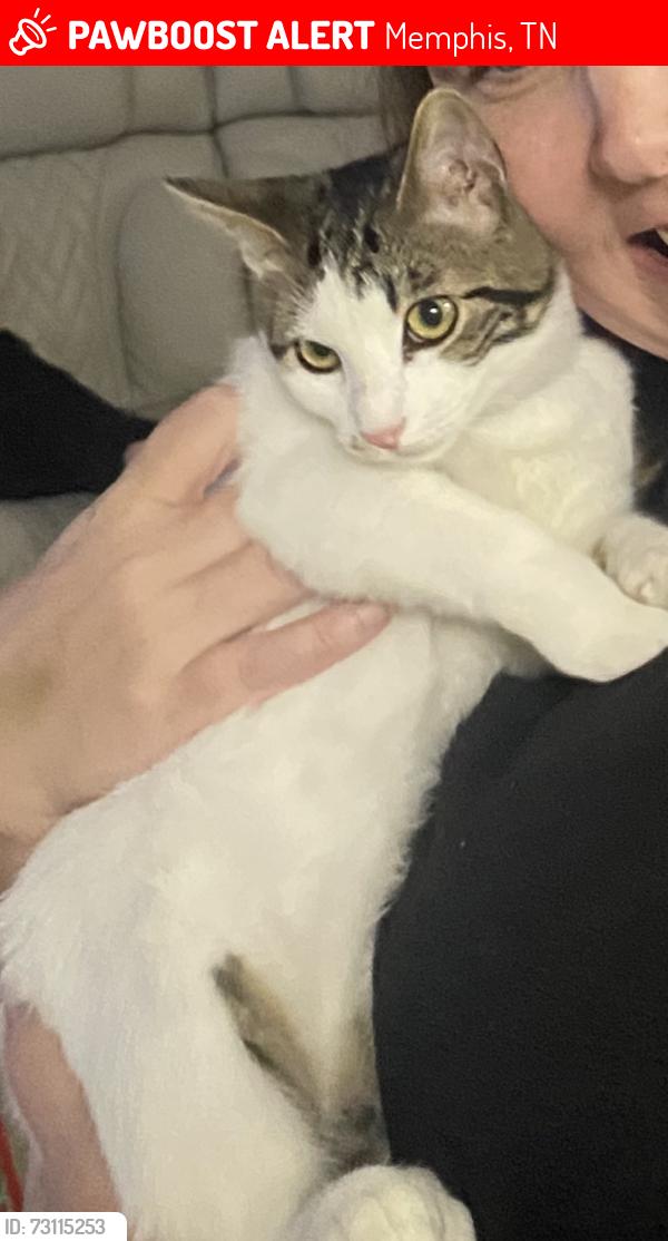 Lost Female Cat last seen Countrywood, Memphis, TN 38016