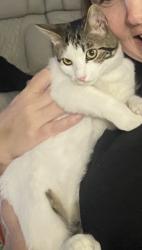 Lost Female Cat last seen Countrywood, Memphis, TN 38016