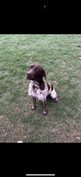 Reunited Male Dog last seen Broadway and 12th, Moore, OK 73160