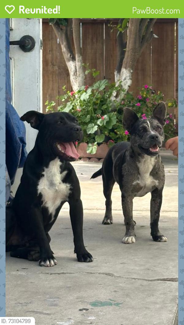 Reunited Male Dog last seen Center street and East street, Salinas, CA 93905