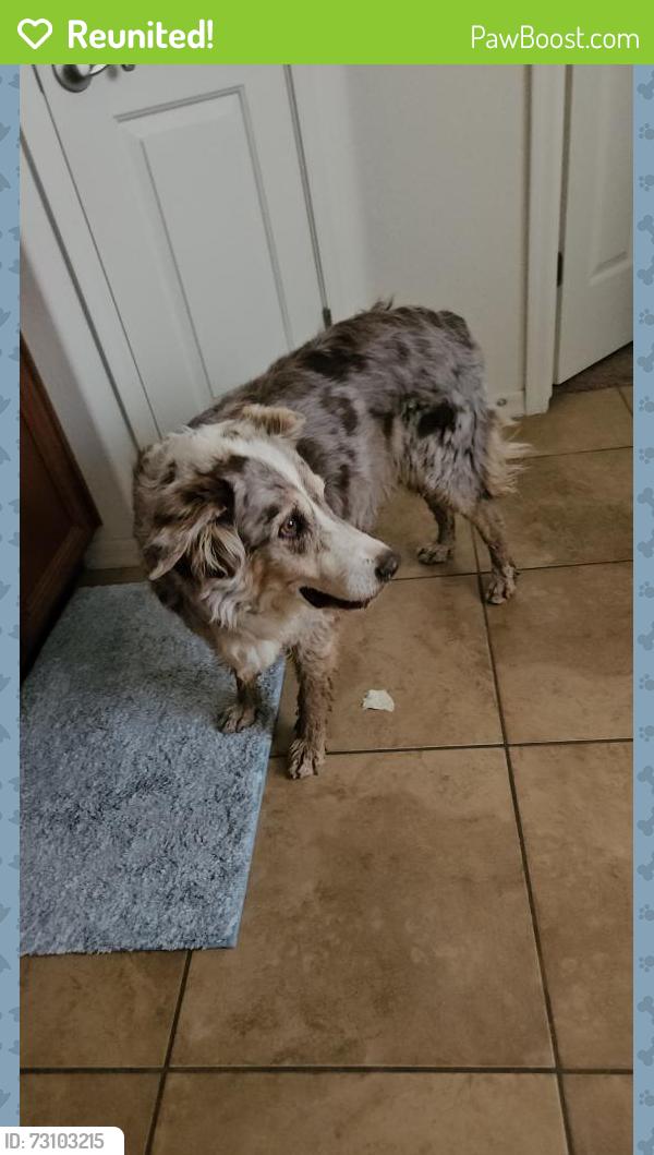 Reunited Female Dog last seen Desert, Queen Creek, AZ 85242