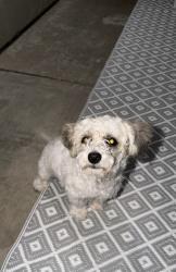 Found/Stray Female Dog last seen Beachwood, Merced, CA 95348