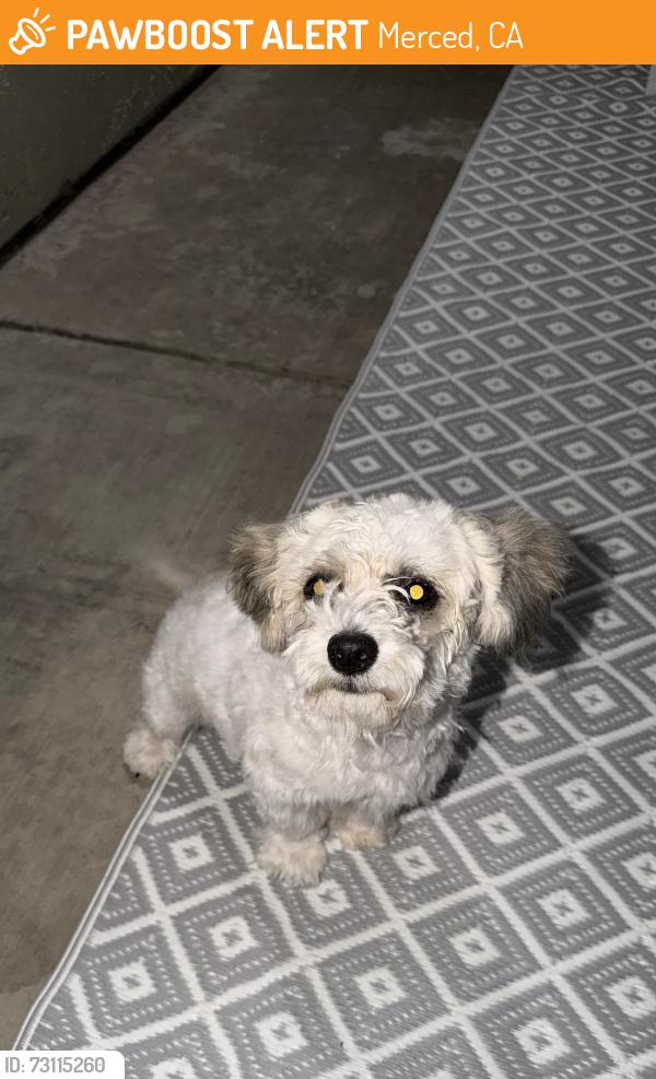 Found/Stray Female Dog last seen Beachwood, Merced, CA 95348
