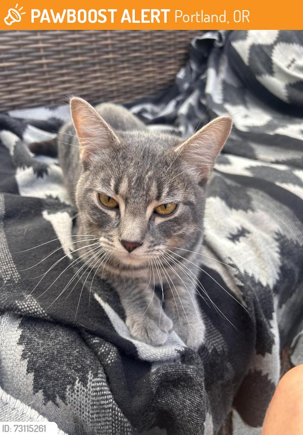 Found/Stray Male Cat last seen Montana and Shaver, Portland, OR 97227