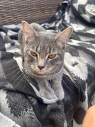Found/Stray Male Cat last seen Montana and Shaver, Portland, OR 97227