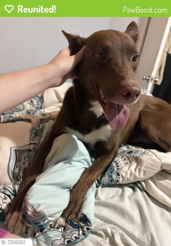 Reunited Male Dog last seen Albuquerque, NM 87112, USA, Albuquerque, NM 87112