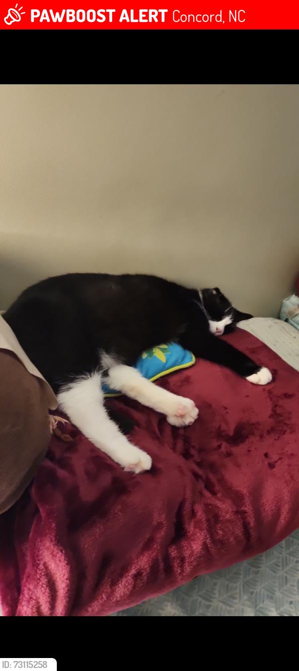 Lost Female Cat last seen Near Woodend Dr, Concord, NC 28025