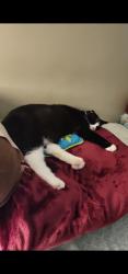 Lost Female Cat last seen Near Woodend Dr, Concord, NC 28025