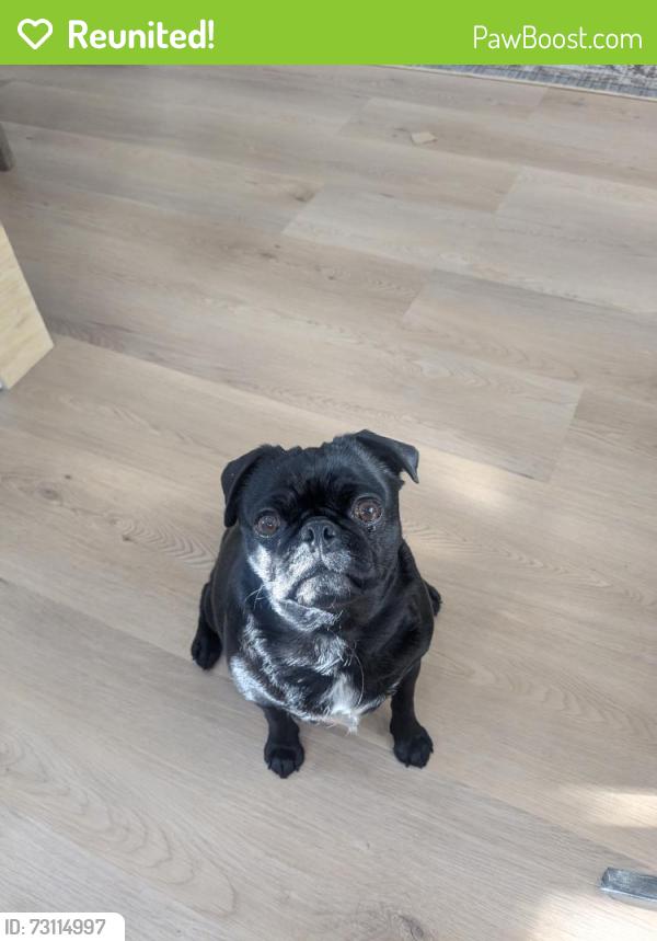 Reunited Female Dog last seen Aztec and Carlisle, Albuquerque, NM 87107