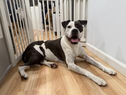 Reunited Male Dog last seen Oyster Bay Ave, Davis, CA 95616